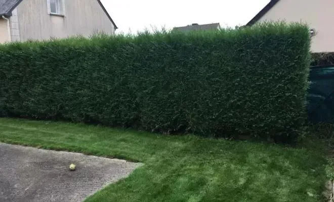 taille-haies-tonte-pelouse-saint-malo-anthony-thomas-paysage