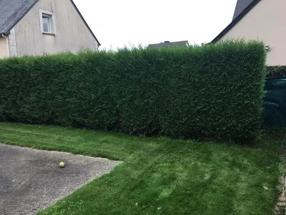 taille-haies-tonte-pelouse-saint-malo-anthony-thomas-paysage